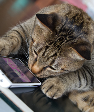 Мобильные игры для котов: работают или нет? (видео)