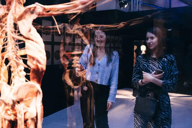 «Такой анатомии не надо бояться, ее надо знать»: посетители высоко оценили выставку Body Worlds