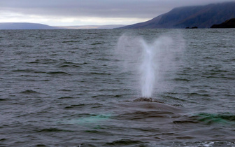 Зачем киты и дельфины пускают фонтаны из головы?
