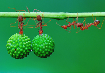 Трудолюбивая биомасса: ученые подсчитали, сколько весят все муравьи Земли, вместе взятые