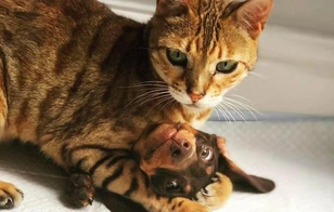 Домашние тигры: 20 фото котиков, дающих неистовый отпор собакам