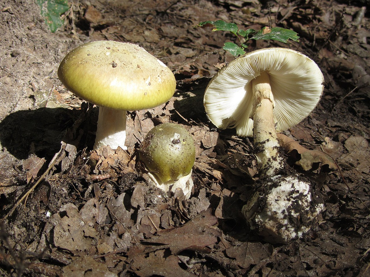 7 причин включить грибы в рацион (и еще больше — исключить их из него)