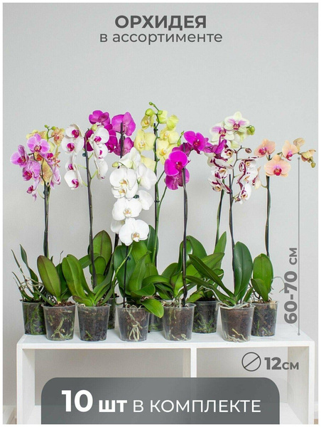 Орхидея фаленопсис, 10 шт