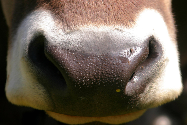 Рогатое счастье: удивительные факты о коровах