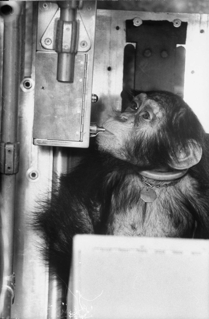 Удивительная фотоистория Хэма — первого шимпанзе в космосе