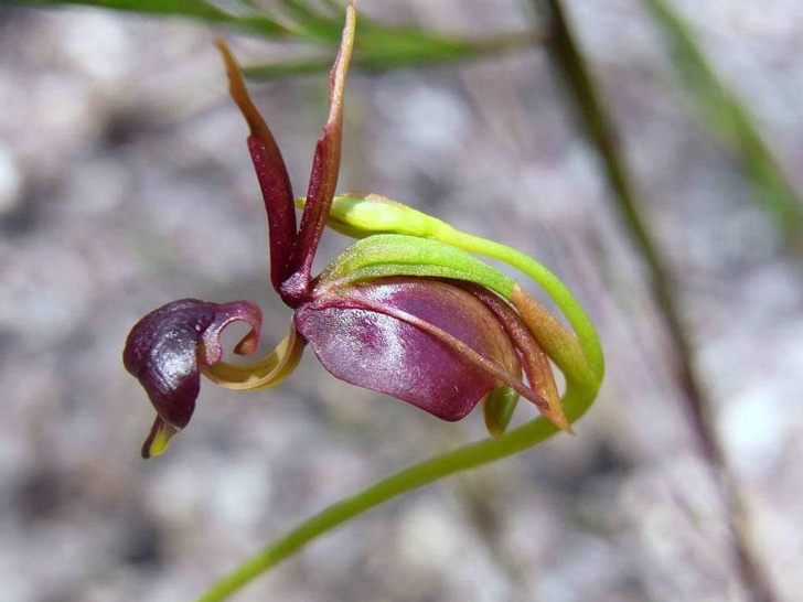 Орхидея калеана