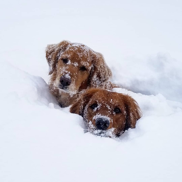 Фото холод собачий