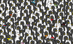Тест, который по плечу только людям с очень острым зрением: найди котов среди пингвинов