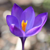 Аватарка Shafran