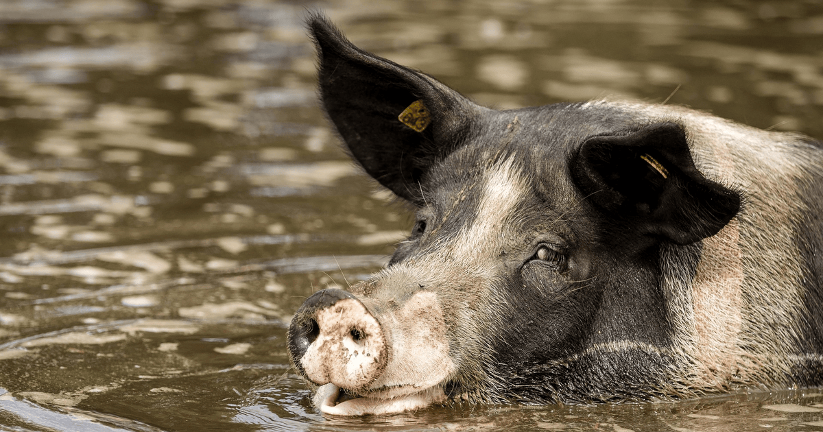 Свиньи принимают грязевые ванны | Вокруг Света