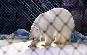 Белые медведи в цирке: как приручить полярных хищников