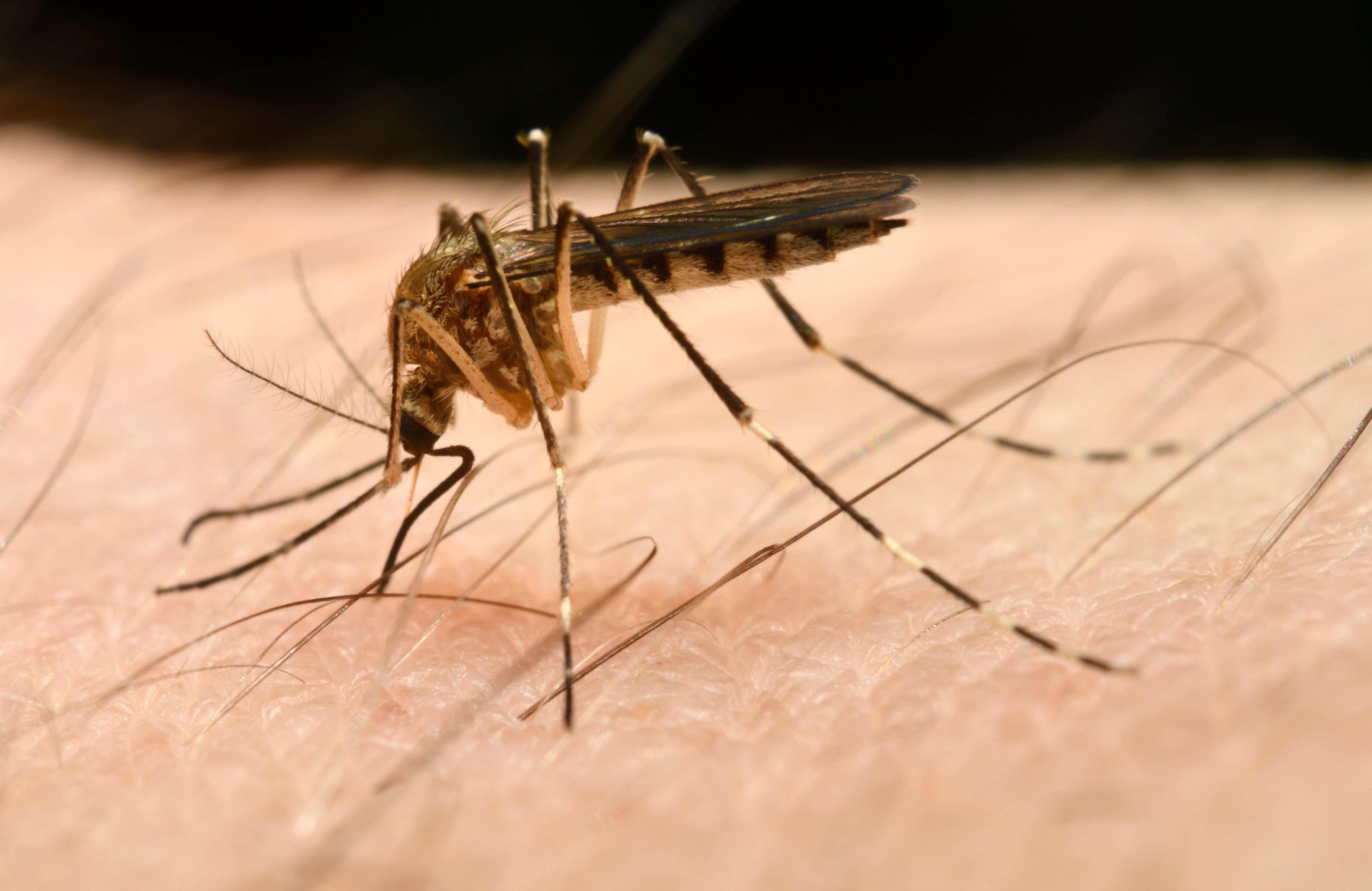 Зачем комары пьют кровь | Вокруг Света