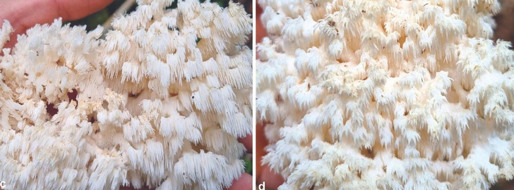 Может оказаться целебным: студент 3-го курса на прогулке открыл новый вид грибов-ежовиков