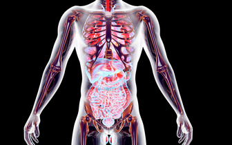 Полезные бесполезные органы: 5 рудиментов человеческого тела