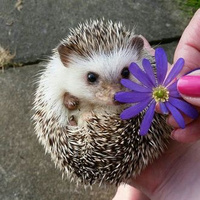 Аватарка shepel-75