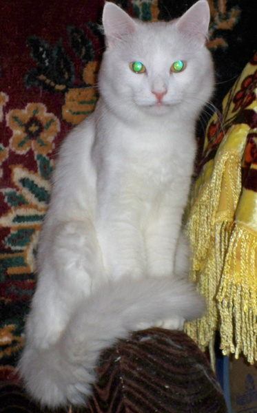 Пятничное мимими: 24 башкирских котика для хорошего настроения