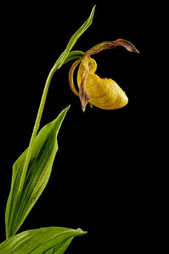 Орхидеи: прекрасные мошенницы