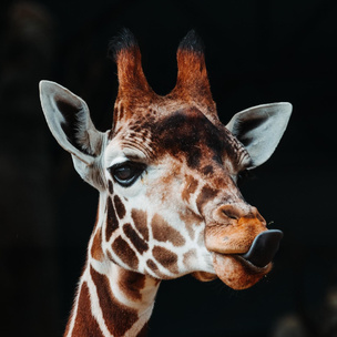 Тест: насколько вы любопытный? Выберите одного из 4 жирафов