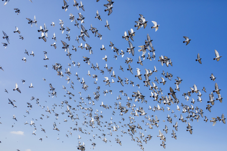 Разыскиваются пять тысяч гоночных голубей
