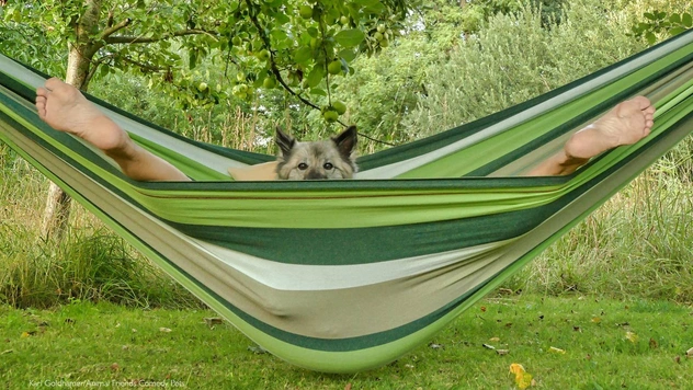 Самые комичные фотографии домашних животных — победители Comedy Pet Photo Awards — 2022