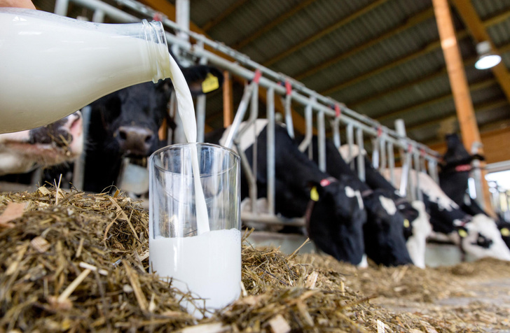 Правда ли, что взрослым не стоит пить цельное молоко?