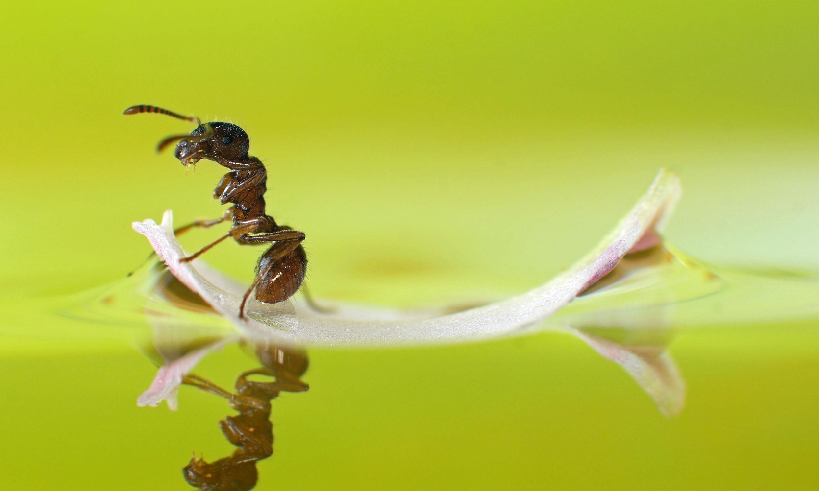 Гениальные инженеры: огненные муравьи строят из собственных тел подвижные плоты