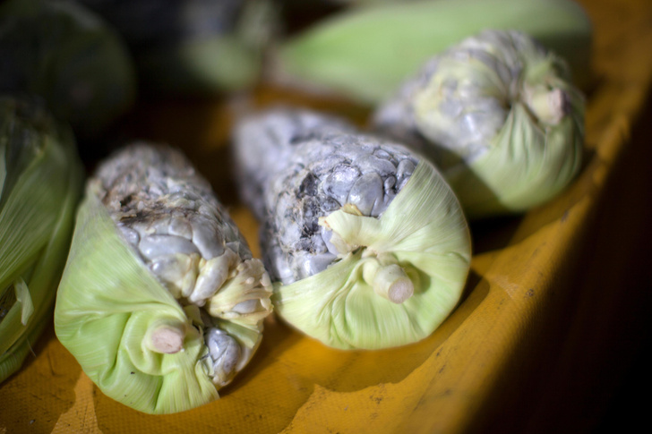Початки с грибами: как губящий кукурузу паразит превратился в мексиканский деликатес