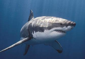 Тест на живучесть: а вы знаете, что делать при встрече с акулой?