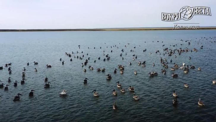 Бескрайняя гладь на границе Европы и Азии: посмотрите, как живут пеликаны на озере Маныч-Гудило