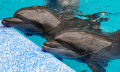Тест: Выбери дельфинчика, а мы подскажем, в каком купальнике ты будешь неотразима