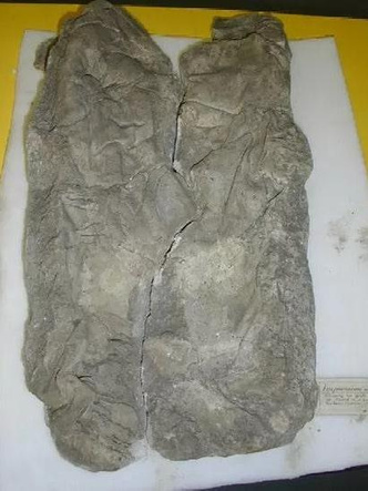 Заливали гипсом поверх савана: в Британии 2000 лет назад практиковали необычный способ захоронения