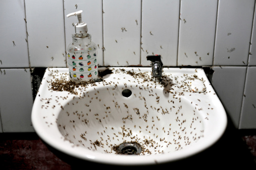 мелкие насекомые в ванной