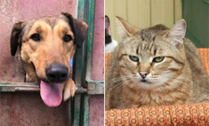 Котопёс недели: кошка Дороти и собака Морковка