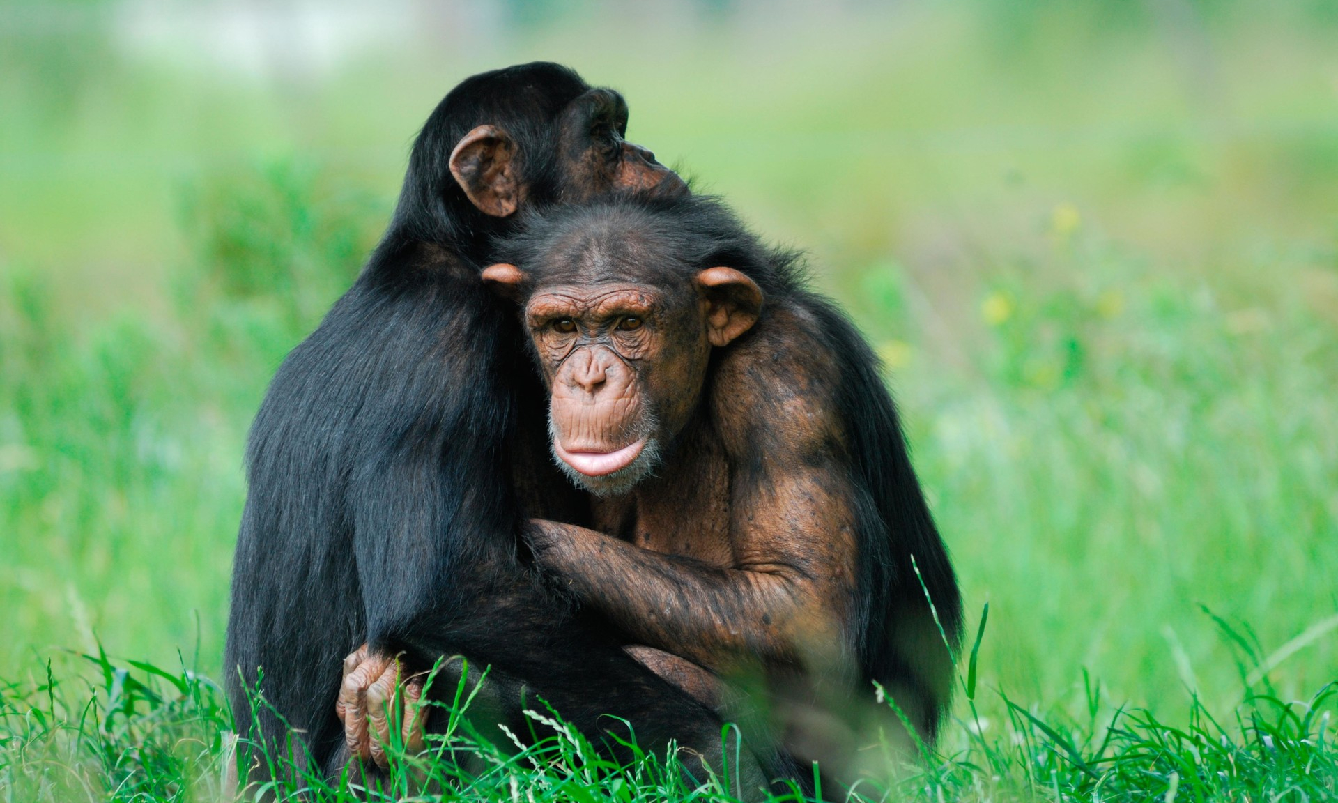 Карликовый шимпанзе 6. Chimpanzee images.