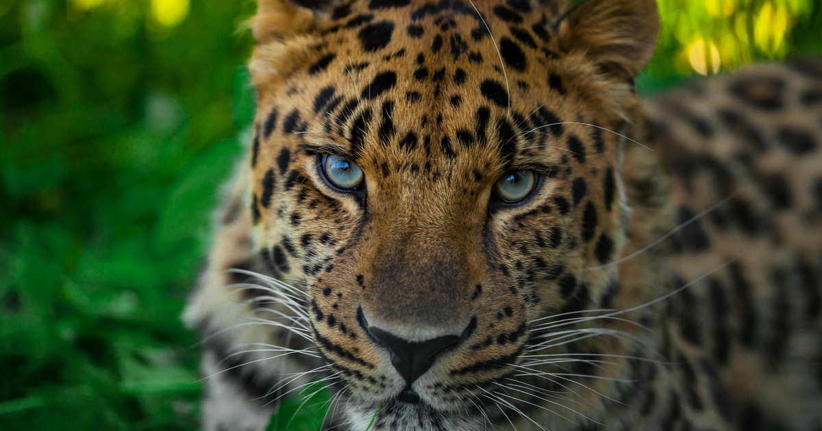 Дикий зверь 8. Дальневосточный леопард леопарды. Дальневосточный леопард в зоопарке. Глаза леопарда. Дальневосточный леопард фото.
