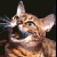 Аватарка utsipupsi