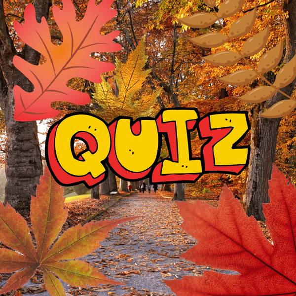 Quiz: Угадай дерево по его листочку 🍁