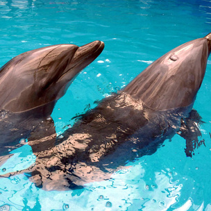 Тест: Выбери дельфинчика, а мы подскажем, в каком купальнике ты будешь неотразима