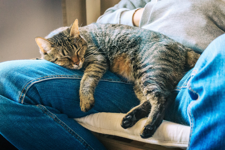 10 поз, в которых спит твой кот, и что они значат