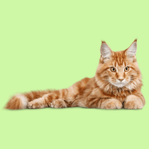Тест: Выбери котика, а мы скажем, в чем ты найдешь вдохновение этим летом