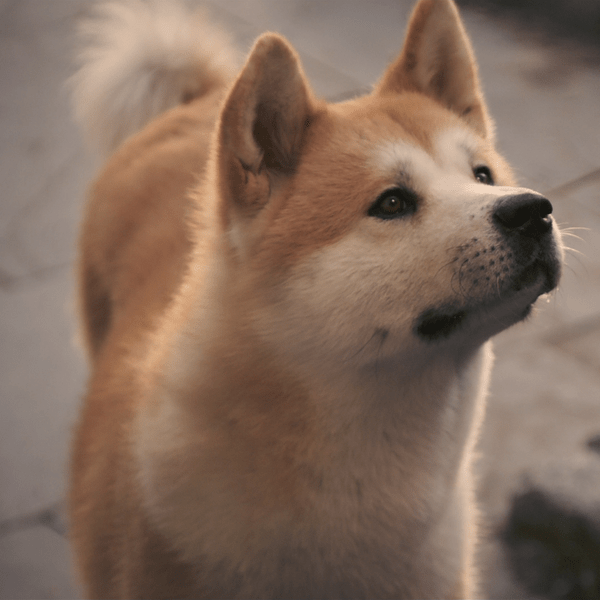 Quiz: Сможешь ли ты угадать известный фильм по собаке? 😌
