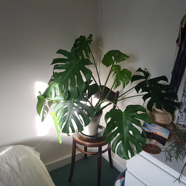 5 комнатных растений, которые практически невозможно убить