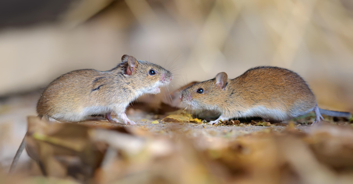 У мышей обнаружили коронавирусный гепатит