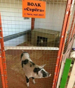 Самые смешные картинки апреля и игрушки для девочек