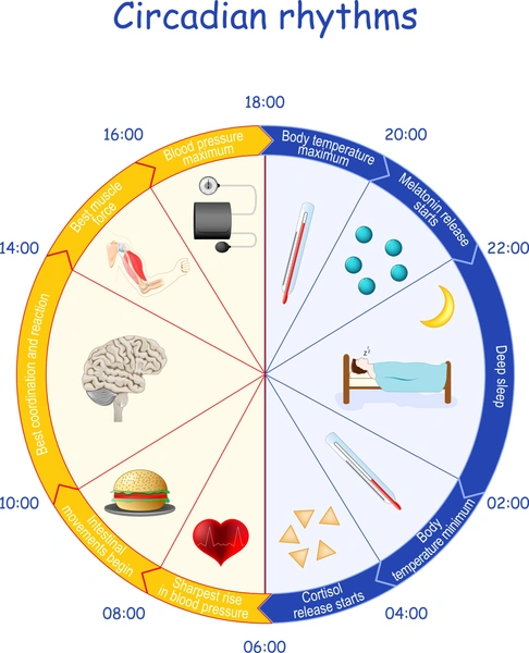 Циркадные ритмы сна: что это такое и почему так важно в них разбираться