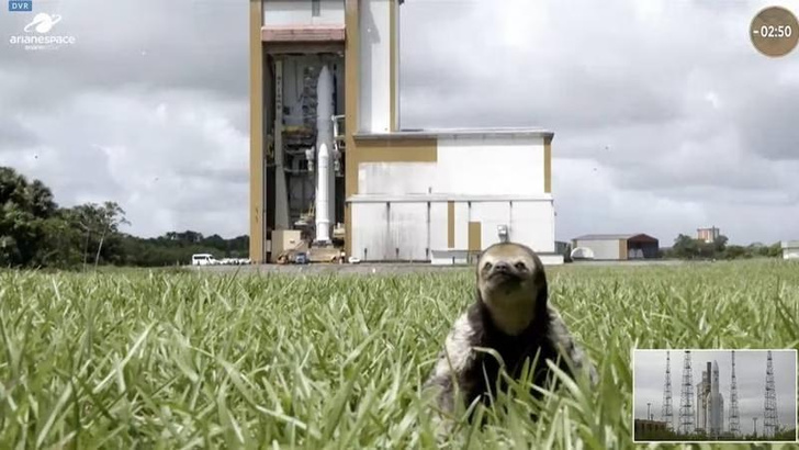 Жерар хочет в космос: посмотрите на ленивца, который пришел на стартовую площадку космодрома