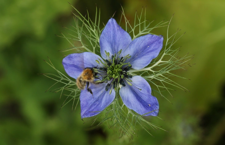 Nigella sativa, чернушка посевная: растение от коронавируса