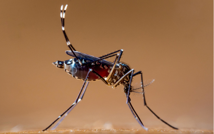 Сладкий запах человека: ученые поняли, как комары находят людей