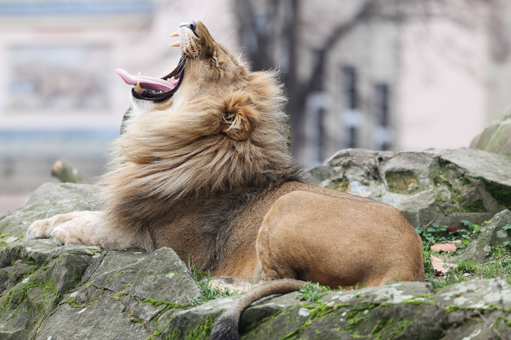 Лев в Берлинском зоопарке доел все праздничные блюда