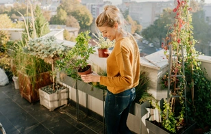 Земляника, овощи и зелень — вкуснятина, которую легко вырастить на собственном подоконнике